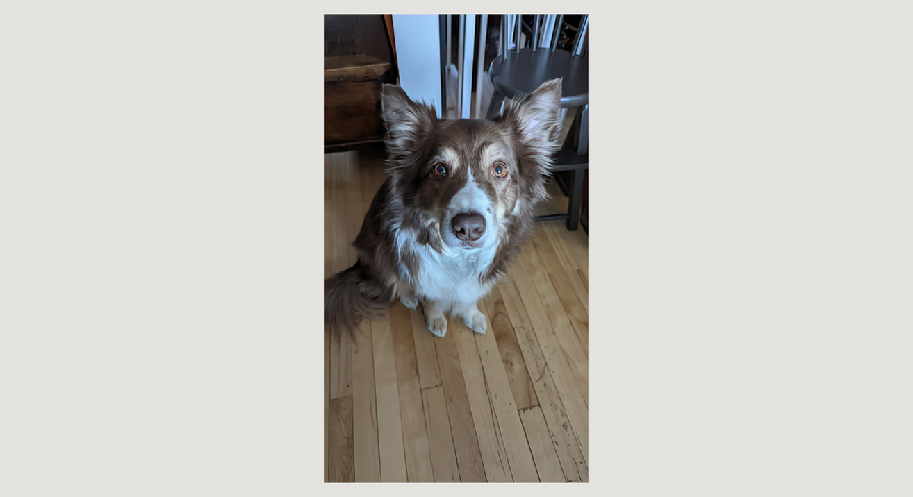 chien