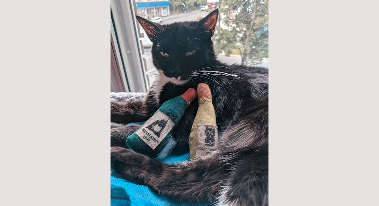 cat